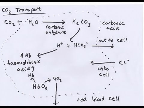 Transport in Animals