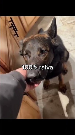 animais bem fofinhos 🥰🐾