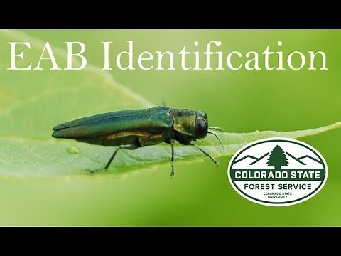Emerald Ash Borer Tree Symptoms