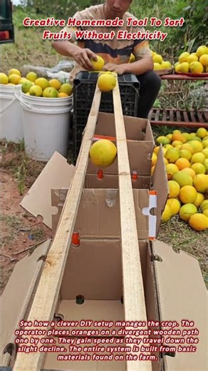 Creative Homemade Tool To Sort Fruits Without Electricity