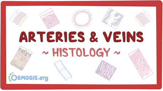 Artery and vein histology: Video, Causes, & Meaning | Osmosis