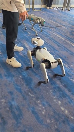 Chinese firm #Vbot's robot #dog "Bighead BoBo" is now up for pre-sale at 9,988 yuan(US$1,425)! 🐶Bighead BoBo is hailed as the world's first remote-control-free smart #robot dog. It boasts voice interaction, autonomous following, and obstacle-avoidance capabilities. #China #AI #tech | Shanghai Daily 上海日报