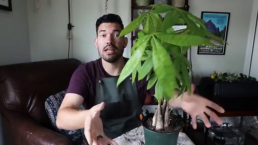 Lucky Money Tree: Proper Care from Soil to Watering