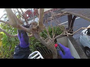No.225_ Crape myrtle (timing for removing the growth)