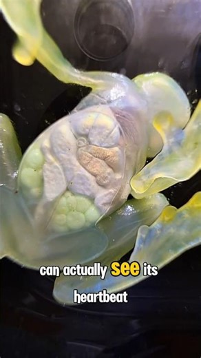The Frog You Can Literally See Through 👀🐸