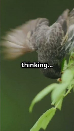 Who is Charles Darwin?