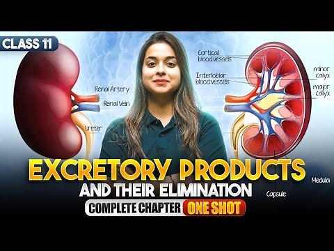 Excretory Products and Their Elimination in One Shot | NCERT Class 11 Biology Full Chapter Revision