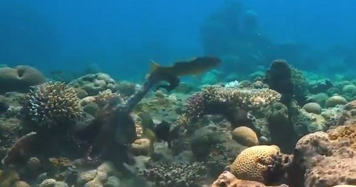 Octopuses filmed sucker-punching fish — sometimes out of ‘spite’ - National | Globalnews.ca