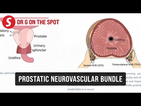 EP293: The factor of prostatic neurovascular bundle | PUTTING DR G ON THE SPOT