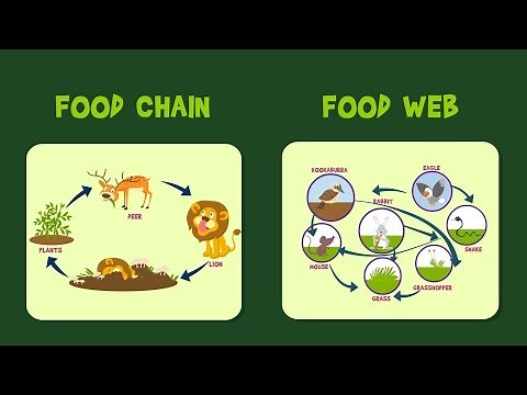 Food Chain | Food Web | Video for Kids