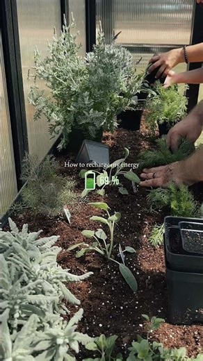 Planting the Slim Elevated Bed In The Greenhouse
