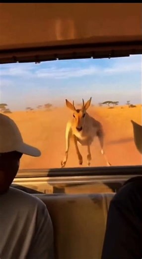 A deer running and jumping with all its might to survive.😲💥