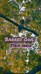 Barred Owl 🦉 #shorts #owl #barredowl