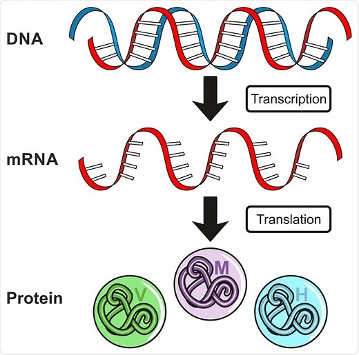 A Guide to Understanding Gene Expression