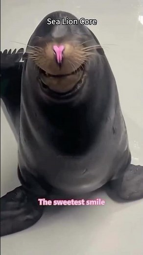 The Funniest Sea Lion Moments Caught on Camera