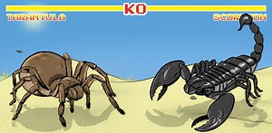 Ever wondered who’d win in a fight between a scorpion and tarantula? A venom scientist explains