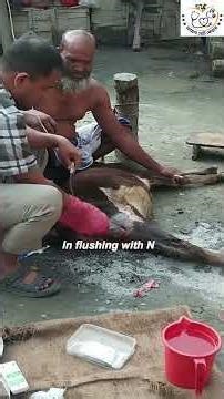 lancing of abscess #cow #animals #cattleworld #farming #cattledisease