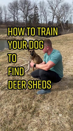 How to Train Your Dog to Find Deer Sheds