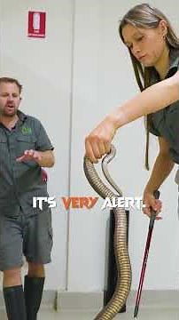 Trying To Hold AGITATED Brown Snake! #VenomDiaries #Snakes #BrownSnake