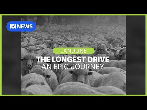 A tale of extreme endurance: The longest sheep drive in Australian history | Landline | ABC News
