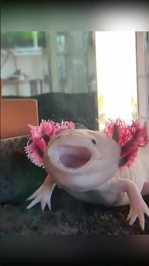 Axolotl Salamander fish video is so funny and cute!