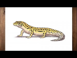 How to draw a leopard gecko step by step easy