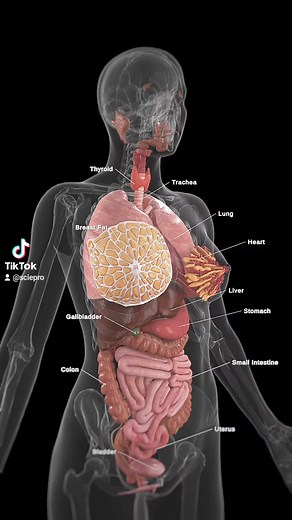 🌟 Discover the Full Anatomy of Female Organs 🌟 The female body is an intricate network of organs, each playing a vital role in maintaining health and balance. From the brain that controls every function to the heart that pumps life-sustaining blood, the lungs that provide oxygen, the liver that detoxifies, and the kidneys that filter waste. Not to forget the reproductive organs—ovaries, uterus, and vagina—that enable life to begin. Explore the detailed anatomy of all these organs and learn how