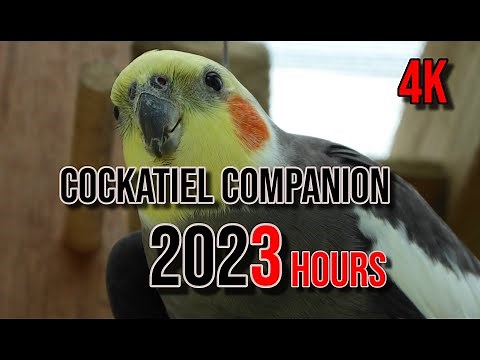 4K Cockatiel Companion 3 Hours of Birds for your Cockatiel.