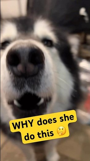 Incredible Malamute Howling Compilation