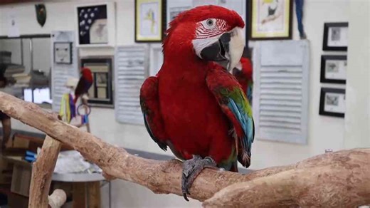 Why this Amazon-themed aviary is the perfect paradise for a macaw