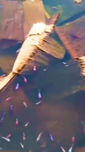 The truth about betta fish!🧐 | Albert's Guppy Adventure