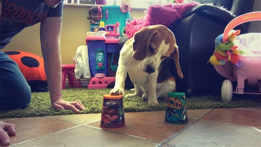 Brainy Beagle—Watch This Clever Dog Master the Shell Game