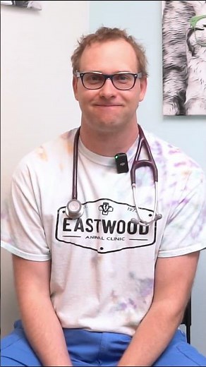 Why Does Your Dog Eat Grass?