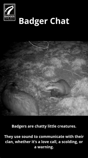 75K views · 1.8K reactions | Badgers aren’t as silent as they seem —...