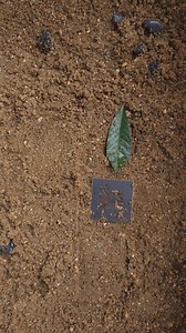 12K views · 109 reactions | Samsung Mobile Phones Mobile Phones Digital Technology | TECH support | Facebook