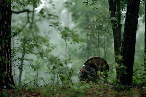How to Turkey Hunt