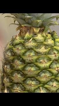 Wait...You Can Grow Pineapples From Seed?! Here's How.