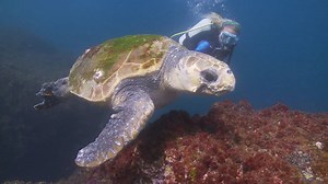 An old soul loggerhead turtle shows me around one of the best dive spots in the world - Julian Rocks, on the eastern-most tip of Australia! | Outback & Under
