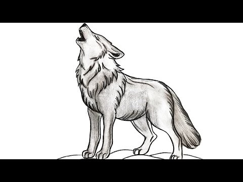 How to Draw a Realistic Wolf Step by Step | Easy Wolf Drawing Tutorial
