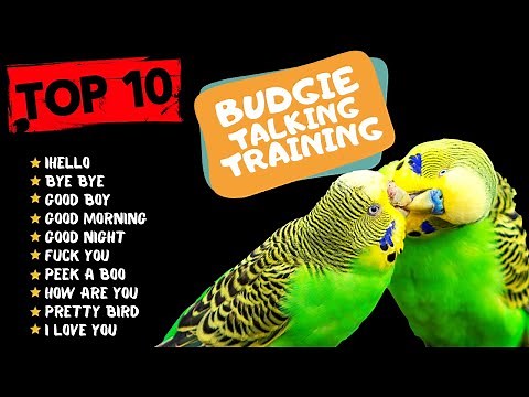 Top 10 Budgie Talking Traning, Teach Your Budgie to Talk, Budgie Talking Practice