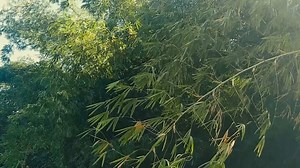 Tree, Nature, Forest. Free Stock Video