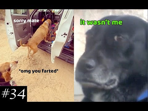 Another Part of Farting Dogs | Funniest Video of the Day