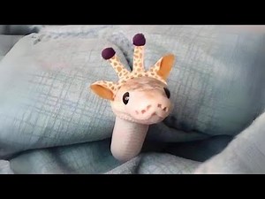 Ball Python 🐍 Cutest Pet Snake!