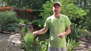 9 Steps On How To Clean A Koi Pond In Columbia, MD, Back To Beautiful - Premier Ponds