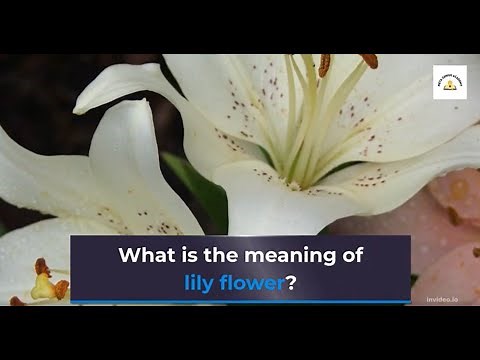 What is the meaning of lily flower? (Symbolism)