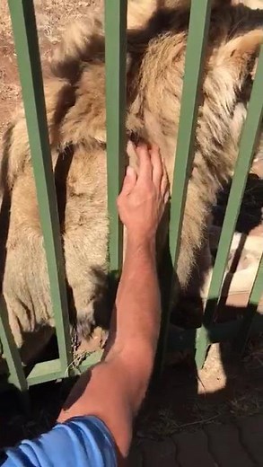 Lion grabs man's hand