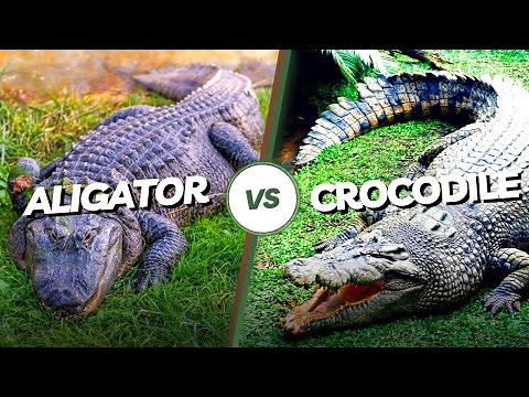 Crocodiles VS Alligators | What's the difference?
