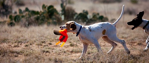 Garmin PRO 550 PLUS Review by Steve Snell