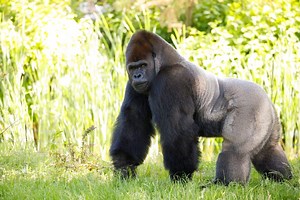 How Fast Can A Gorilla Run? Top Speed of Gorillas