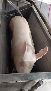 720K views · 4.8K reactions | game na ulit. mag trabaho | Jerry Rodeo | Facebook